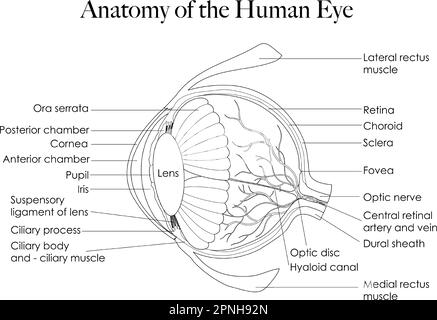 Schwarzweißgrafiken können als Farbseite verwendet werden. Es zeigt die Anatomie des menschlichen Auges, sodass Sie seine komplexe Struktur erkunden können. Stock Vektor