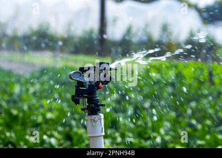 Automatische Bewässerungsanlage und Sprinklerköpfe im Außenbereich Stockfoto