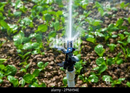 Automatische Bewässerungsanlage und Sprinklerköpfe im Außenbereich Stockfoto