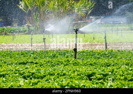 Automatische Bewässerungsanlage und Sprinklerköpfe im Außenbereich Stockfoto