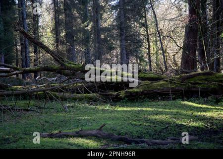 Mit Moos bedeckte Baumstämme in einem sonnenbeleuchteten Wald Stockfoto