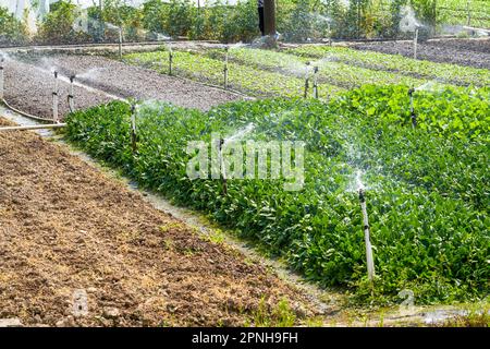 Automatische Bewässerungsanlage und Sprinklerköpfe im Außenbereich Stockfoto