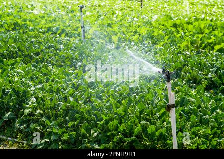 Automatische Bewässerungsanlage und Sprinklerköpfe im Außenbereich Stockfoto