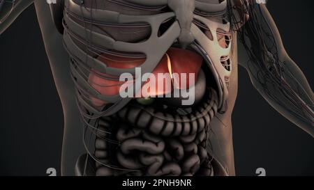 Menschliche Leberanatomie-Animation Stockfoto