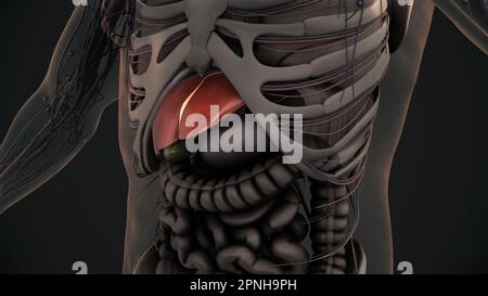 Menschliche Leberanatomie-Animation Stockfoto