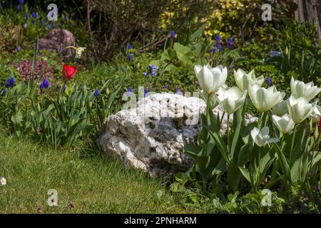 Frühlingsblumen im Garten - Narzisse, Tulpen, Hyazinthen Stockfoto