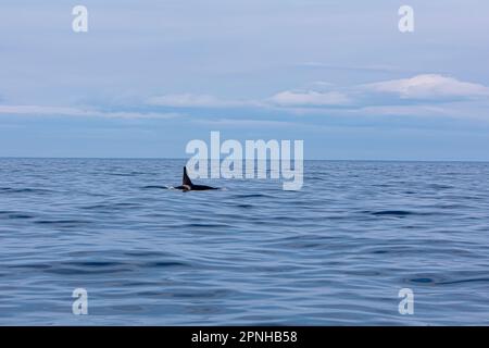 Husavik, Island - August 2021: Eine Killerwal-Flosse beim Schwimmen in der Husavik Bay in Island und beim Walbeobachtungstour für Touristen geschossen Stockfoto