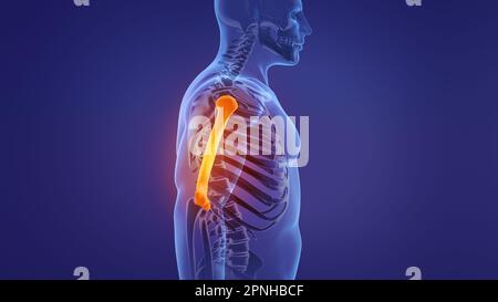 Die Anatomie der Humerusknochen des menschlichen Skeletts Stockfoto