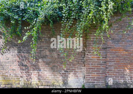 Alte Backsteinmauer mit grünen Efeu-Blättern. Schatten und Efeu-Blätter an der Ziegelwand. Natürlicher Hintergrund im Freien Stockfoto