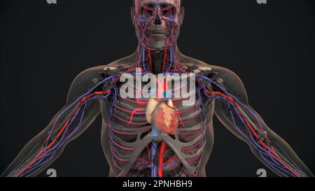 Menschliches Herz mit Venen und Arterien Stockfoto