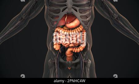 Die Anatomie des menschlichen Verdauungssystems Stockfoto