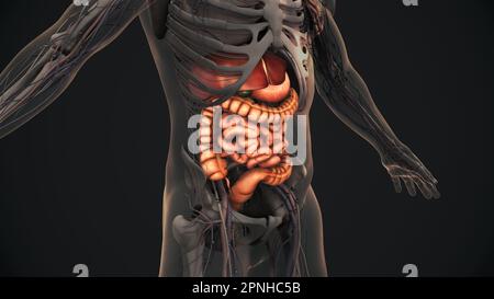 Die Anatomie des menschlichen Verdauungssystems Stockfoto
