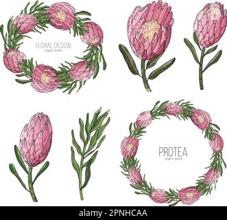 Handgezeichneter Blumenrahmen mit Blumen, König Protea, Ast und Blättern. Elegante Logo-Vorlage. Stock Vektor