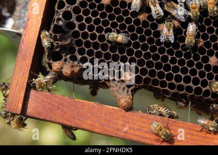 Der Superrahmen mit den königlichen Zellen der Bienenkönigin Stockfoto