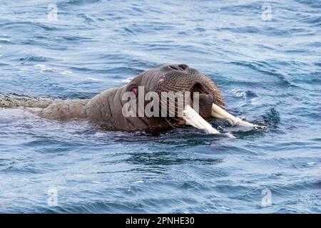 Erwachsene Walrohren, Odobenus rosmarus, schwimmen im Arktischen Ozean vor der Küste von Svalbard. Nahaufnahme des Seitenprofils mit dem Gesicht, das aus dem Wasser tritt Stockfoto