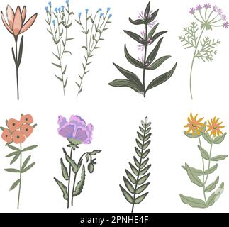 Skizze von Wildblumen und Zweigen. Wilde Pflanzen isolierte Objekte. Stock Vektor