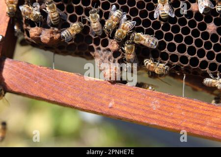 Der Superrahmen mit den königlichen Zellen der Bienenkönigin Stockfoto