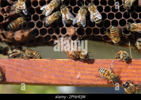 Der Superrahmen mit den königlichen Zellen der Bienenkönigin Stockfoto