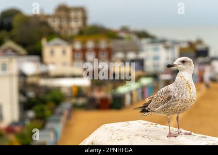 Seagull im Hintergrund der Wikingerbucht in der Küstenstadt Broadstairs in Kent County. Selektiver Fokus Stockfoto