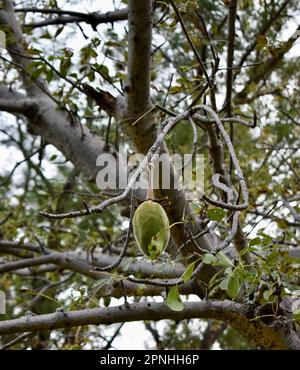 Baobab-Früchte hängen vom Baum Stockfoto