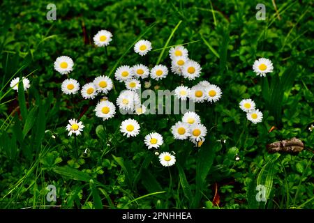 Gänseblümchen in der Frühlingswiese Stockfoto