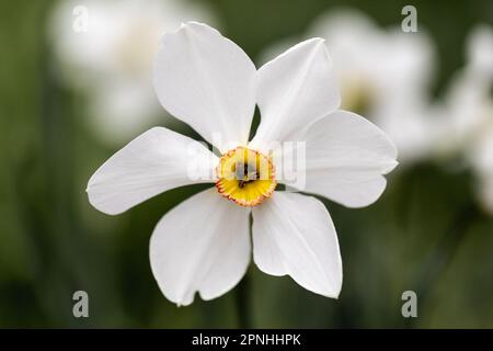 Narcissus poeticus, Dichter narzisstische Spezies von Daffodil, auch bekannt als Fasanenauge. Dorset, England, Großbritannien Stockfoto