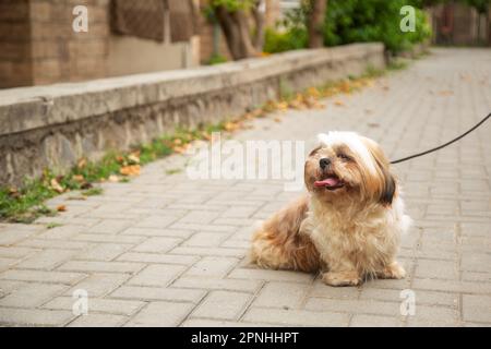 Shih Tzu Hund sitzt auf der Treppe der Stadt. Ein Hund in der Stadt. Hund in städtischer Landschaft Stockfoto