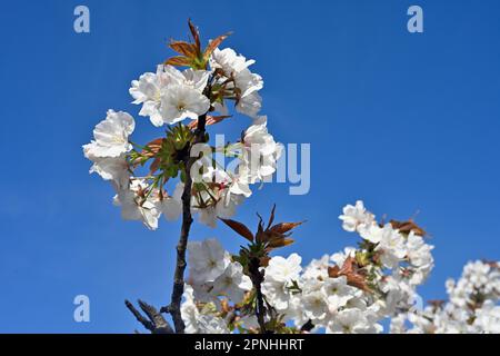 Weiße Blüten nah am blühenden Kirschbaum mit Blättern, die gerade auftauchen, Frühling Stockfoto