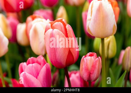 Tulpen in verschiedenen Farben von Rosa und Gelb. Dorset, England, Großbritannien Stockfoto