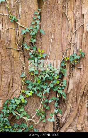 Ivy wuchs im Frühling als Baumstamm auf. Dorset, England, Großbritannien Stockfoto
