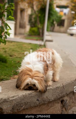 Shih Tzu Hund sitzt auf der Treppe der Stadt. Ein Hund in der Stadt. Hund in städtischer Landschaft Stockfoto