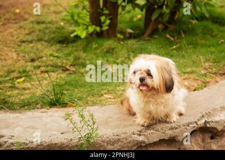 Shih Tzu Hund sitzt auf der Treppe der Stadt. Ein Hund in der Stadt. Hund in städtischer Landschaft Stockfoto