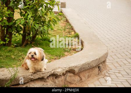 Shih Tzu Hund sitzt auf der Treppe der Stadt. Ein Hund in der Stadt. Hund in städtischer Landschaft Stockfoto