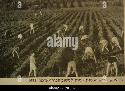 Räumung der Felder für landwirtschaftliche Arbeiten Yehi'am (Yehiam יְחִיעָם) ist ein Kibbuz im Norden Israels. Yehiam befindet sich im westlichen oberen Galiläa und wurde von einer Gruppe der sozialistischen zionistischen Hashomer Hatzair-Jugendbewegung gegründet Holocaust-Überlebende aus Ungarn und Mitglieder von Jishuv, die sich selbst Kibbutz HaSela Yehiam nannten, befinden sich neben den Ruinen der osmanischen Burg Jiddin, die auf der Kreuzritter-Burg Judin aus dem 13. Jahrhundert erbaut wurde. Am 26. November 1946 wurde Kibbutz Yehiam an der Stelle der mittelalterlichen Burg errichtet, wo zunächst nur die Männer ihren Wohnsitz in der Besetzung nahmen Stockfoto