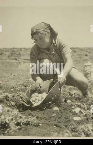 Räumung der Felder für landwirtschaftliche Arbeiten Yehi'am (Yehiam יְחִיעָם) ist ein Kibbuz im Norden Israels. Yehiam befindet sich im westlichen oberen Galiläa und wurde von einer Gruppe der sozialistischen zionistischen Hashomer Hatzair-Jugendbewegung gegründet Holocaust-Überlebende aus Ungarn und Mitglieder von Jishuv, die sich selbst Kibbutz HaSela Yehiam nannten, befinden sich neben den Ruinen der osmanischen Burg Jiddin, die auf der Kreuzritter-Burg Judin aus dem 13. Jahrhundert erbaut wurde. Am 26. November 1946 wurde Kibbutz Yehiam an der Stelle der mittelalterlichen Burg errichtet, wo zunächst nur die Männer ihren Wohnsitz in der Besetzung nahmen Stockfoto