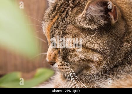 Katzenkopf Nahaufnahme, Tier mit geschlossenen Augen. Stockfoto