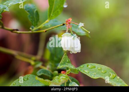 Blaubeere während der Frühlingsblüte, Nahaufnahme der Pflanze. Weiße Blumen. Sommerzeit. Makroperspektive. Busch Stockfoto