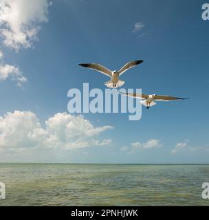 Nahaufnahme von zwei Möwen, die an einem sonnigen Tag in der Lagune von Holbox Island in Mexiko gegen den blauen Himmel fliegen Stockfoto