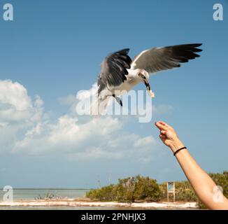 Seagull nimmt sich im Flug das Essen mit dem Schnabel aus den Händen einer Frau, deren Arm am verlassenen Strand auf Holbox Island in Mexiko angehoben ist Stockfoto