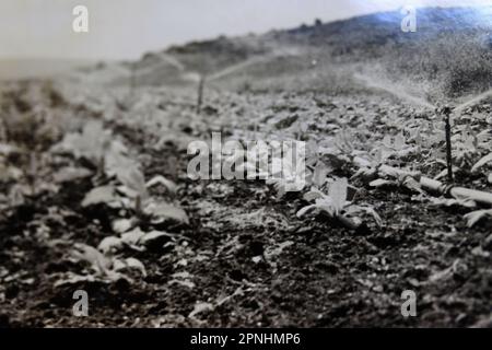 Bewässerung und Wasserversorgung Yehi'am (Yehiam יְחִיעָם) ist ein Kibbuz im Norden Israels. Yehiam befindet sich im westlichen oberen Galiläa und wurde von einer Gruppe der sozialistischen zionistischen Hashomer Hatzair-Jugendbewegung gegründet Holocaust-Überlebende aus Ungarn und Mitglieder von Jishuv, die sich selbst Kibbutz HaSela Yehiam nannten, befinden sich neben den Ruinen der osmanischen Burg Jiddin, die auf der Kreuzritter-Burg Judin aus dem 13. Jahrhundert erbaut wurde. Am 26. November 1946 wurde Kibbutz Yehiam an der Stelle der mittelalterlichen Burg errichtet, wo nur die Männer ihren Wohnsitz nahmen, zunächst innerhalb der Burg und dann hinein Stockfoto