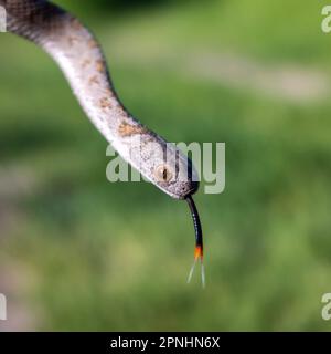 Eine Nahaufnahme eines Rhombic Egg-Eater, eine harmlose Schlange aus Südafrika. Stockfoto