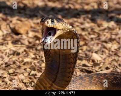 Eine Nahaufnahme einer schnüffelnden Cobra, einer gefährlich giftigen Schlangenart aus Südafrika. Stockfoto