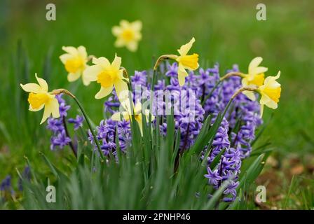 Daffodil, Narzisse mit Hyazinthen, hyacinthus orientalis im Vorgarten, Nahaufnahme Trencin, Slowakei Stockfoto