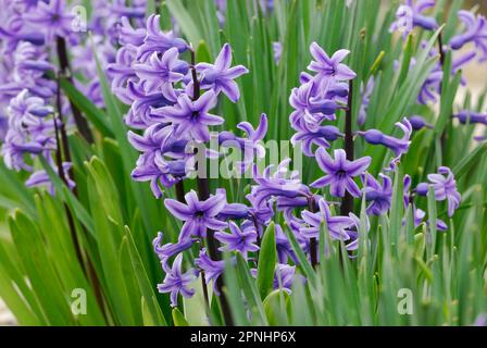 Hyacinthus orientalis, die gewöhnlichen Hyazinthenblüten mit grünen Blättern, Nahaufnahme. Natürlicher Hintergrund. Im Vorgarten, Trencin Slovakia Stockfoto