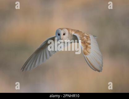 Eine wilde Scheuneneule, Tyto alba, im Flug, Lancashire, Großbritannien Stockfoto