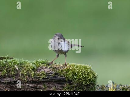 Dunnock, Prunella modularis, mit Nestmaterial, in seinem Schnabel, hoch oben auf einem Baumstamm, Großbritannien Stockfoto