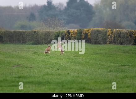 Europäischer Hase, Braunhase, Lepus europaeus, zwei Braunhasen, die auf einem Feld Boxen, Lancashire, Vereinigtes Königreich Stockfoto