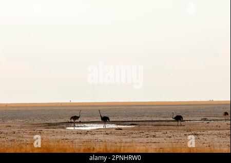 Strauße am Okondeka-Wasserloch, Etosha Pan im Hintergrund, Etosha-Nationalpark, Namibia Stockfoto