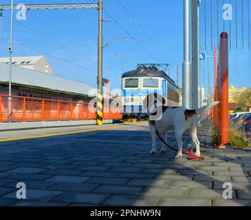 Am Bahnhof wartet ein Hund auf seinen Besitzer. Das Konzept der Loyalität, des Verlassens und der Hundefreundschaft. Ein Hund beobachtet eine bewegliche Lokomotive. Stockfoto