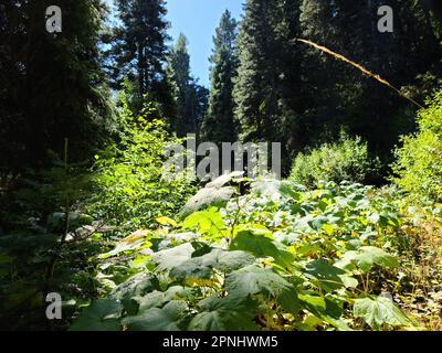 Dieses atemberaubende Bild zeigt einen ruhigen Waldbereich mit hohen, üppigen Bäumen im Hintergrund und einem sandigen, schmutzigen Pfad im Vordergrund Stockfoto